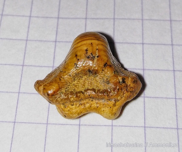 мел, сеноман, Ptychodus, Шацк, Малый Пролом, shark teeth, ptychodus anonymus