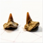 Cederstroemia или  Squatina?