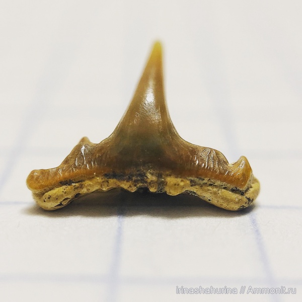 мел, сеноман, Synechodus, Шацк, Малый Пролом, shark teeth