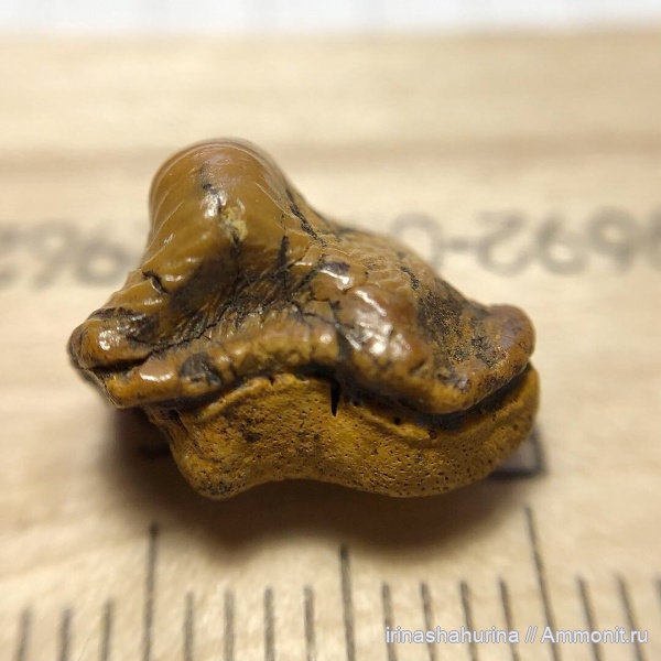 мел, сеноман, Ptychodus, Шацк, Малый Пролом, shark teeth, ptychodus anonymus