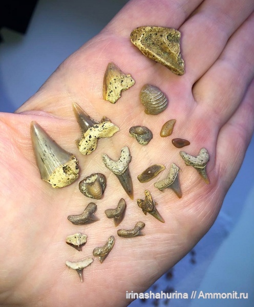 мел, Squalicorax, Palaeoanacorax, Eostriatolamia, сеноман, Cretoxyrhina, Cederstroemia, Cretalamna appendiculata, Synechodus, Archaeolamna, Pycnodontiformes, Ptychodus mammillaris, Шацк, Малый Пролом, shark teeth, ptychodus anonymus