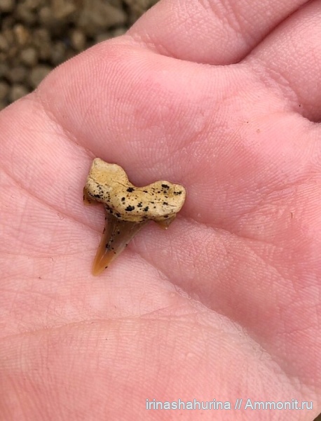 мел, Cretalamna, сеноман, Cretalamna appendiculata, Шацк, Малый Пролом, shark teeth