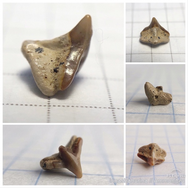 мел, сеноман, Cederstroemia, Шацк, Малый Пролом, shark teeth