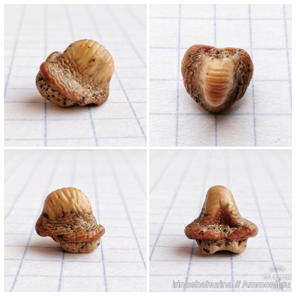 мел, сеноман, Ptychodus, Шацк, Малый Пролом, shark teeth, ptychodus anonymus