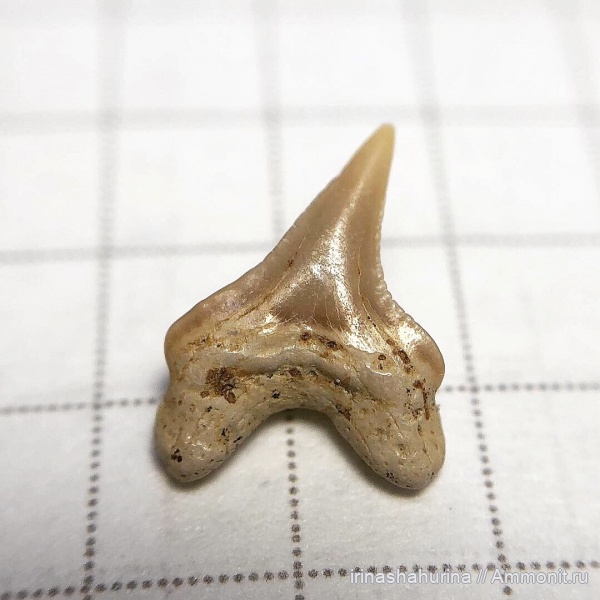 мел, Squalicorax, сеноман, Шацк, Малый Пролом, shark teeth