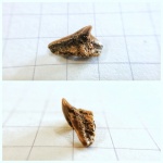 Зуб ковровой акулы Cederstroemia triangulata Зуб ковровой акулы Cederstroemia triangulata