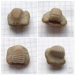 Зуб Ptychodus mammillaris