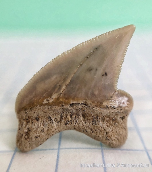 мел, Squalicorax, сеноман, Шацк, Малый Пролом, shark teeth