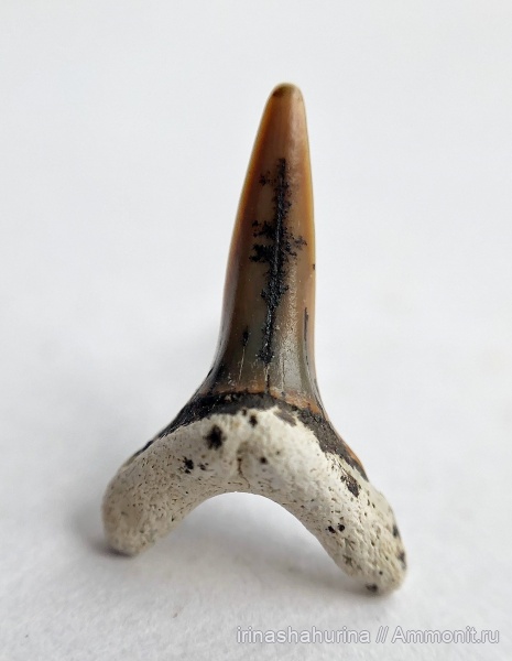мел, сеноман, Anomotodon, Шацк, Малый Пролом, shark teeth
