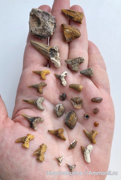 мел, Squalicorax, Cretalamna, сеноман, Ptychodus, Cretoxyrhina, Synechodus, Archaeolamna, Chimaeriformes, Enchodus, Heterodontus, Pycnodontiformes, Шацк, Малый Пролом, Pseudoscapanorhynchus, shark teeth