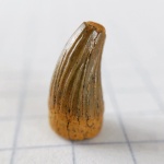 Зубик Leptocleidia