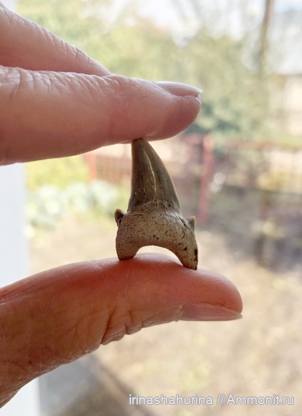мел, сеноман, Шацк, Малый Пролом, Dwardius, shark teeth