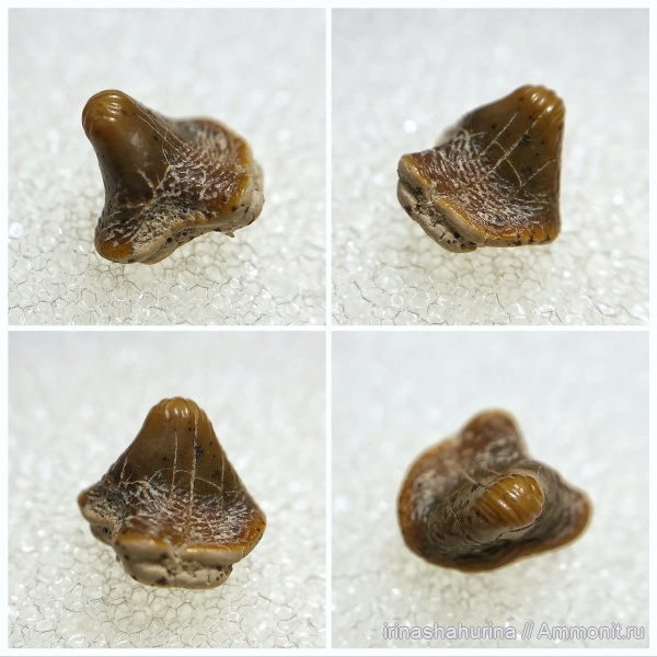 мел, сеноман, Ptychodus, Шацк, Малый Пролом, shark teeth, Ptychodus altior