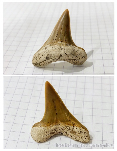 мел, сеноман, Cretoxyrhina, Cretoxyrhina denticulata, Шацк, Малый Пролом, shark teeth