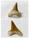 Крупный боковой зуб Cretoxyrhina denticulata