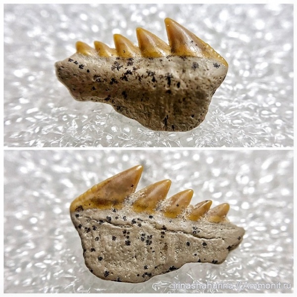 мел, сеноман, Шацк, Малый Пролом, shark teeth, Gladioserratus