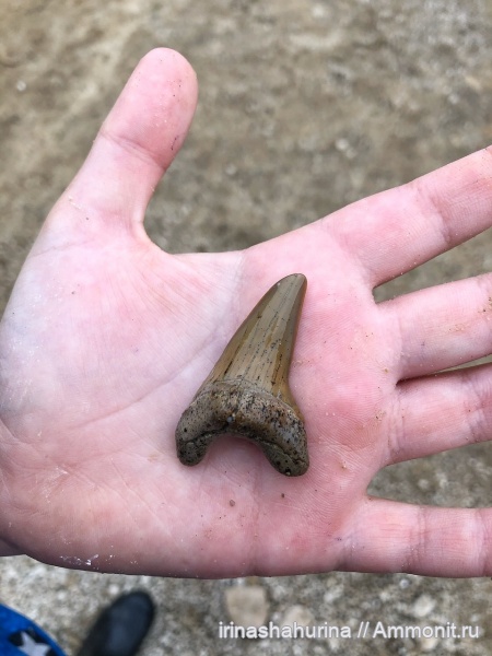 мел, сеноман, Cretoxyrhina, Cretoxyrhina denticulata, Шацк, Малый Пролом, shark teeth