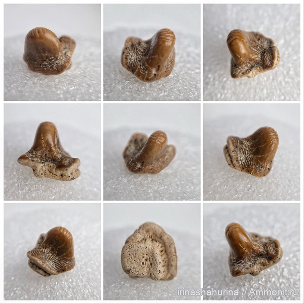 мел, сеноман, Ptychodus, Шацк, Малый Пролом, shark teeth, Ptychodus altior