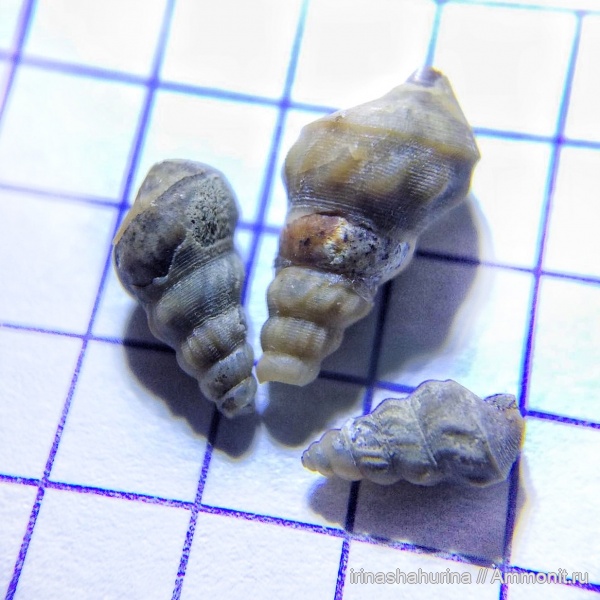 гастроподы, апт, Gastropoda, Aporrhaidae, Aptian