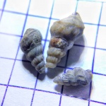 Малышки-гастроподы Aporrhaidae