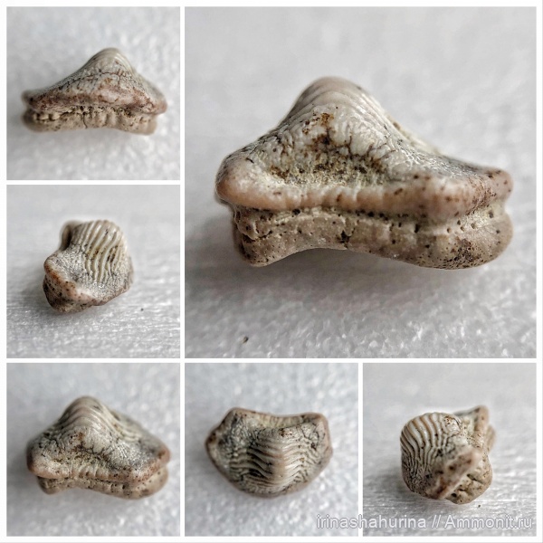мел, сеноман, Ptychodus, Шацк, Малый Пролом, shark teeth