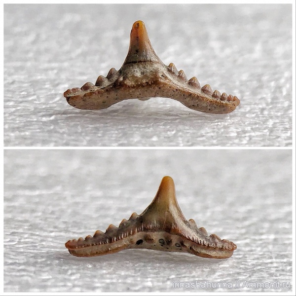 мел, сеноман, Synechodus, Шацк, Малый Пролом, Synechodus dubrisiensis, shark teeth