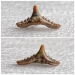 Synechodus dubrisiensis