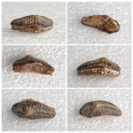 Малыш Heterodontus sp.