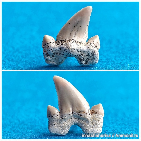 мел, Cretalamna, сеноман, Шацк, Малый Пролом, shark teeth
