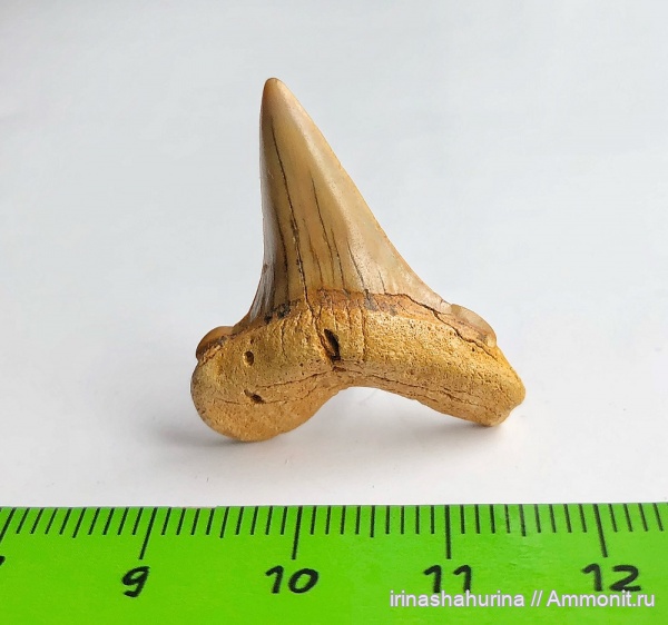мел, сеноман, Cretoxyrhina, Шацк, Малый Пролом, shark teeth