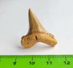 Боковой зуб Cretoxyrhina