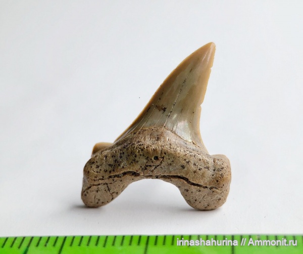 мел, сеноман, Cretoxyrhina, Cretoxyrhina denticulata, Шацк, Малый Пролом, shark teeth