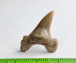 Cretoxyrhina или Cretolamna?