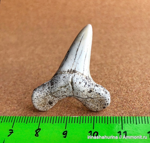 мел, сеноман, Cretoxyrhina, Cretoxyrhina denticulata, Шацк, Малый Пролом, shark teeth