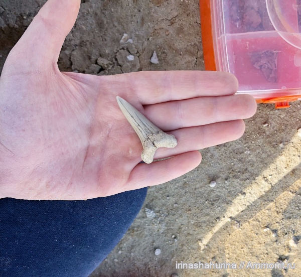 мел, сеноман, Cretoxyrhina, Cretoxyrhina denticulata, Шацк, Малый Пролом, shark teeth