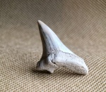 Боковой зуб Cretoxyrhina denticulata