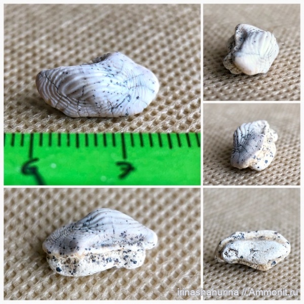 мел, сеноман, Ptychodus, Шацк, Малый Пролом, shark teeth, ptychodus anonymus
