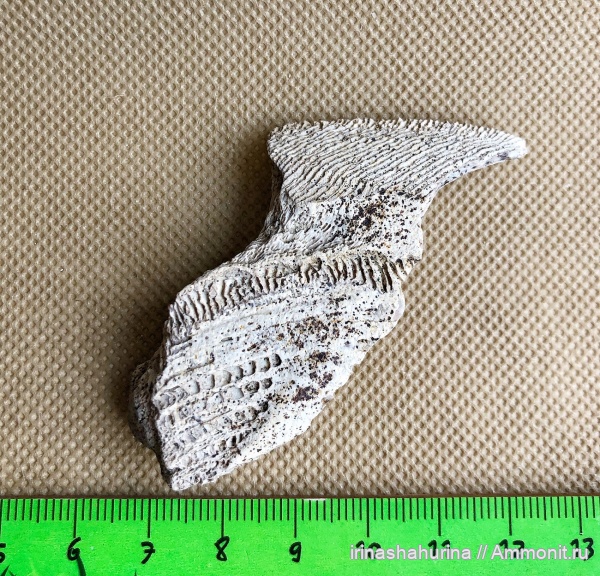 мел, химеры, сеноман, Elasmodus, Chimaeriformes, Шацк, Малый Пролом