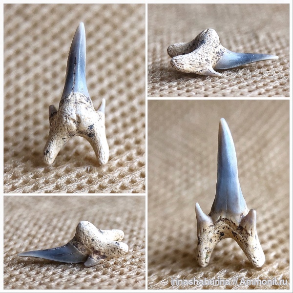 мел, сеноман, Pseudoscapanorhynchus compressidens, Шацк, Малый Пролом, Pseudoscapanorhynchus, shark teeth