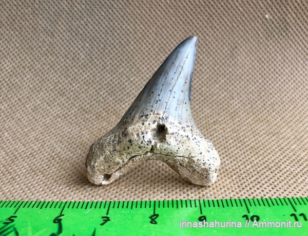 мел, сеноман, Cretoxyrhina, Cretoxyrhina denticulata, Шацк, Малый Пролом, shark teeth