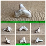 Задний зуб Cretoxyrhina denticulata Задний зуб Cretoxyrhina denticulata