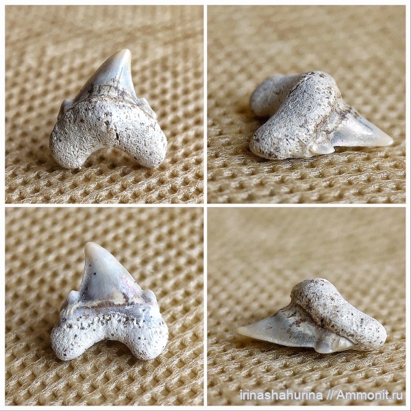 мел, сеноман, Шацк, Малый Пролом, shark teeth
