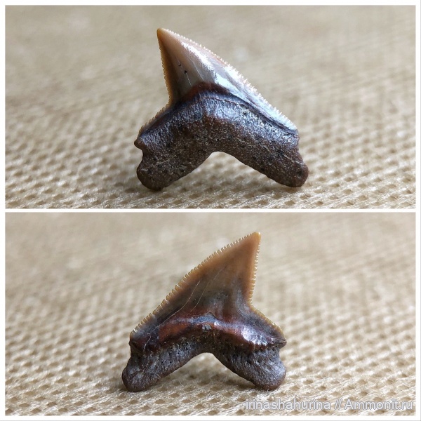 мел, Squalicorax, сеноман, Шацк, Малый Пролом, shark teeth