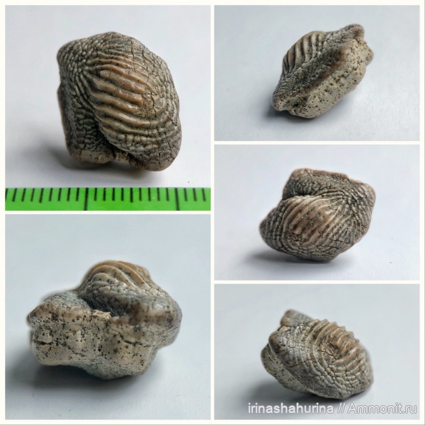мел, сеноман, Ptychodus, Шацк, Малый Пролом, shark teeth