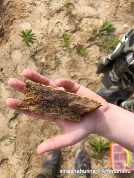 мел, водные рептилии, плезиозавры, Plesiosaurus, сеноман, Шацк, Малый Пролом
