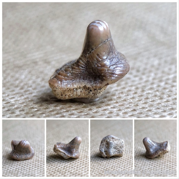 мел, сеноман, Ptychodus, Шацк, Малый Пролом, shark teeth, Ptychodus altior