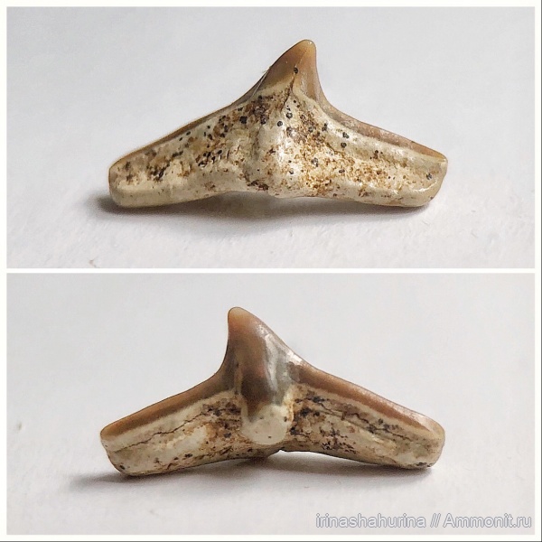 мел, сеноман, Cederstroemia, Шацк, Малый Пролом, shark teeth