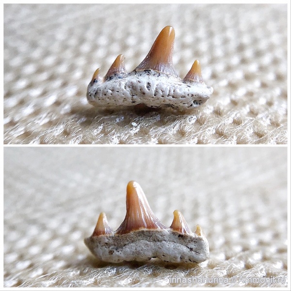 мел, сеноман, Paraorthacodus, Synechodus, Шацк, Малый Пролом, shark teeth