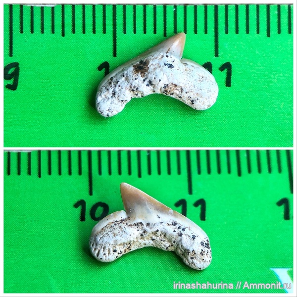 мел, сеноман, Anacoracidae, Шацк, Малый Пролом, shark teeth
