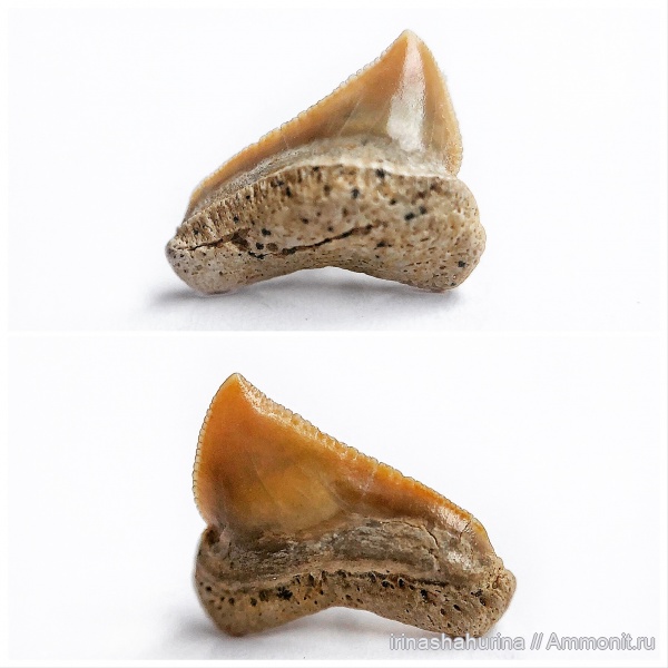 мел, Squalicorax, сеноман, Шацк, Малый Пролом, shark teeth